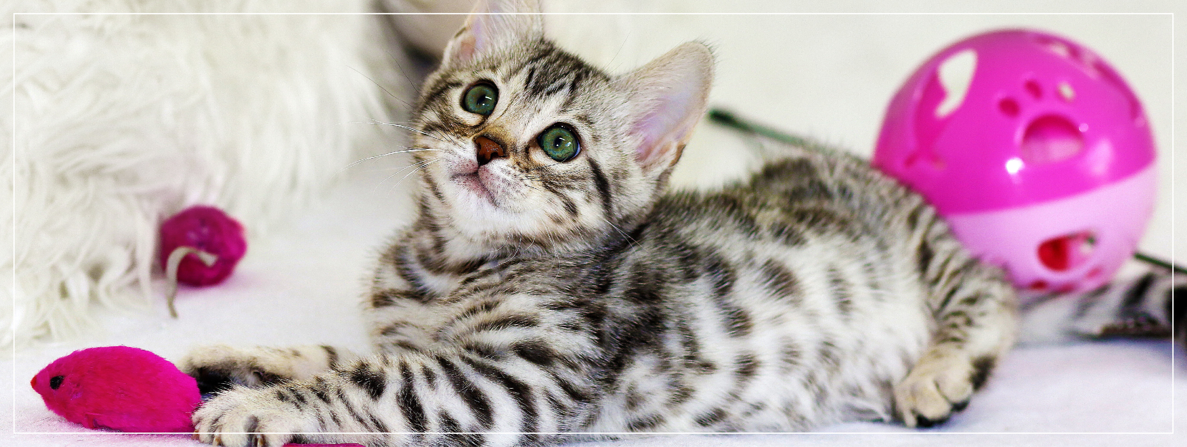 Jouets pour Chats