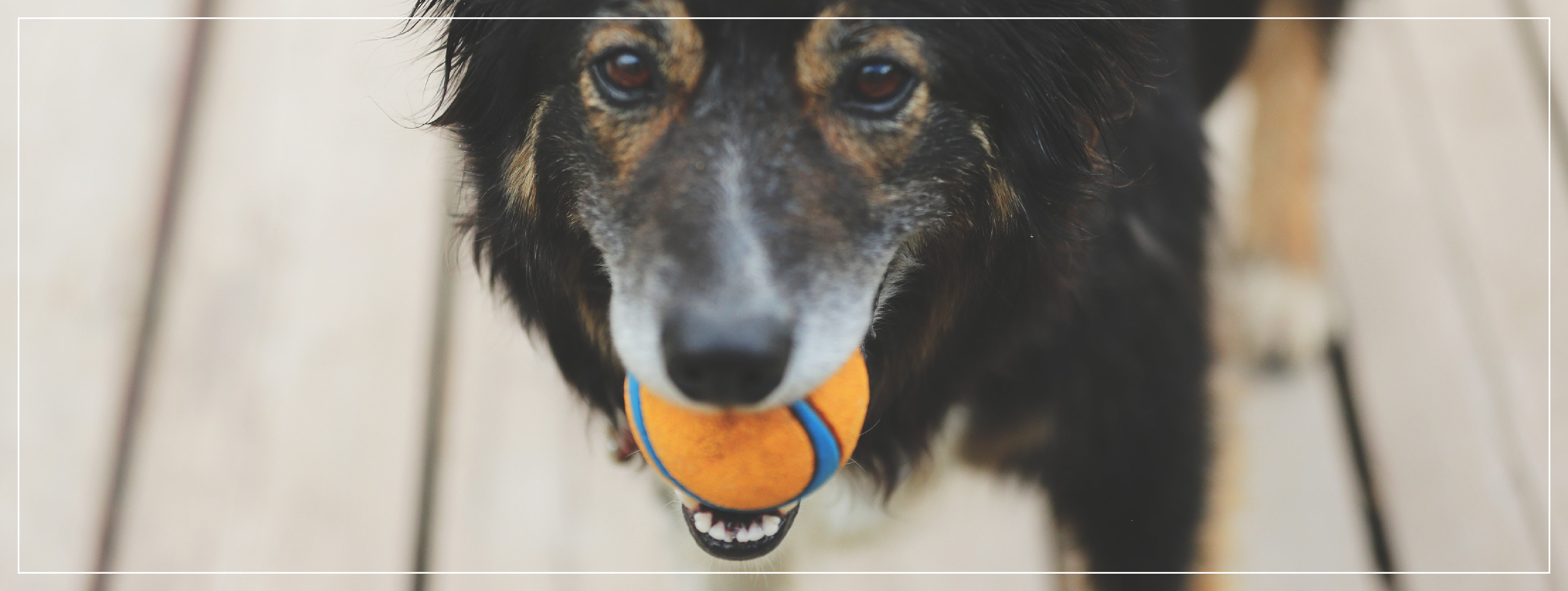Jouets pour Chiens